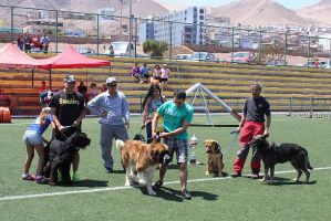 entrenador de perros antofagasta PET Municipalidad de Antofagasta
