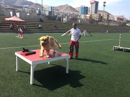 entrenador de perros antofagasta PET Municipalidad de Antofagasta